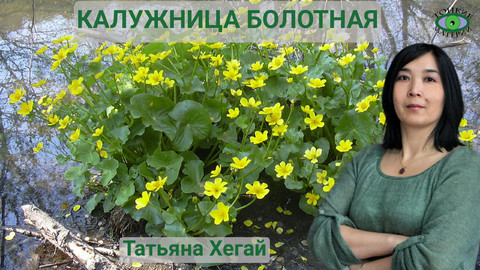 Калужница болотная